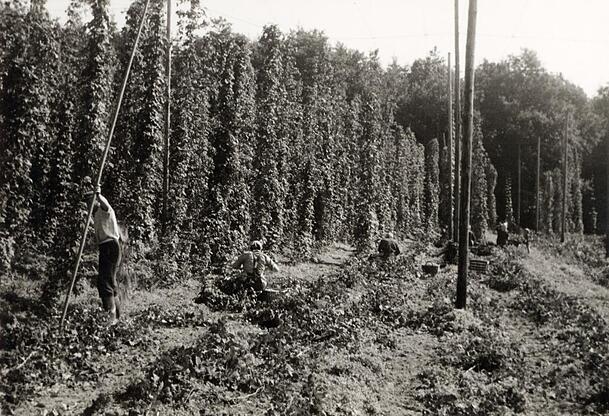 Per Hand: Menschen ernten Hopfen.