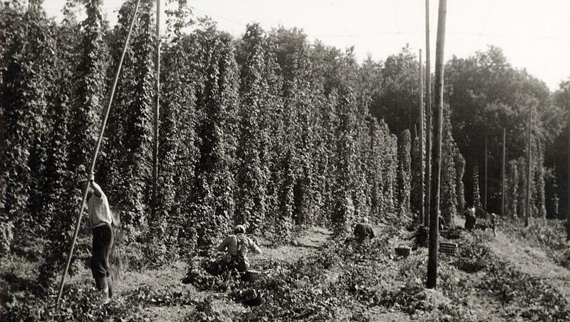 Per Hand: Menschen ernten Hopfen. Per Hand: Menschen ernten Hopfen.