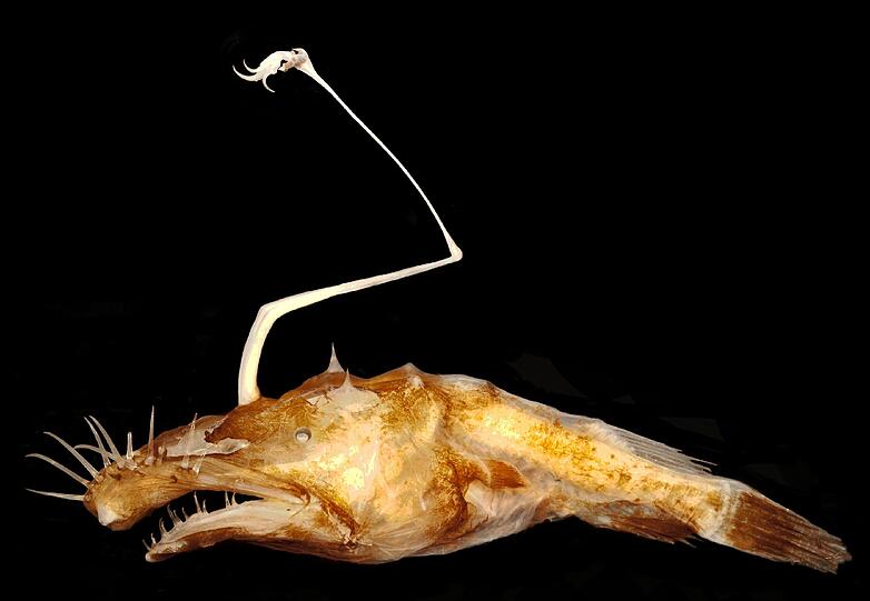 Der im Golf von Mexiko entdeckte Tiefsee-Anglerfisch Lasiognathus dinema sei wohl die hässlichste neue Art auf der Liste, heißt es von den Forschern. Der nur rund fünf Zentimeter kleine durchsichtig-braune Fisch hat wirr abstehende Barthaare und Zähne und eine Art weiße Rückenflosse, die an eine Angel erinnert