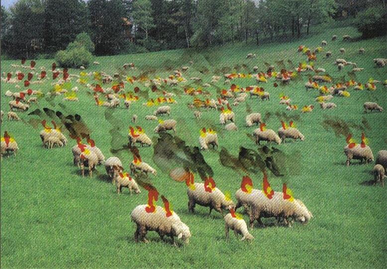 Ein Brandherd kommt selten allein - hier in Gestalt vermeintlich harmloser Schafe.