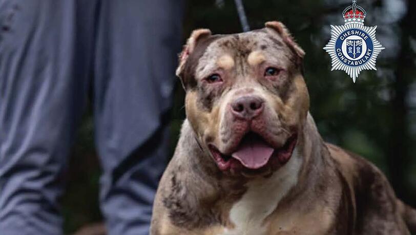 Untersuchungen h&auml;tten ergeben, dass der XL-Bully Toretto bereits angefangen hatte, den Mann bei lebendigem Leib zu fressen, berichtet die Nachrichtenagentur PA.