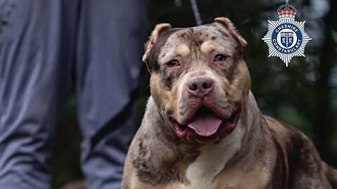 Untersuchungen h&auml;tten ergeben, dass der XL-Bully Toretto bereits angefangen hatte, den Mann bei lebendigem Leib zu fressen, berichtet die Nachrichtenagentur PA.