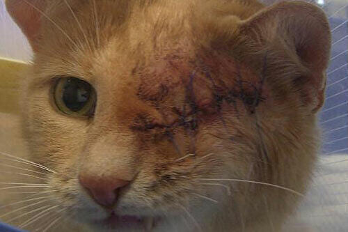 Durch das linke Auge trat das Projektil in Kater Vitalis Kopf ein &ndash; es kann nicht entfernt werden. Dem Kater geht es sehr schlecht.