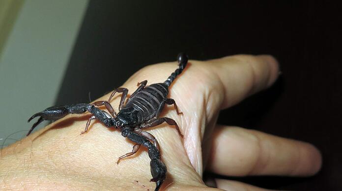 Nach dem exotischen Fund in Laim wird ein neues Zuhause für den kleinen Scorpion-King gesucht.