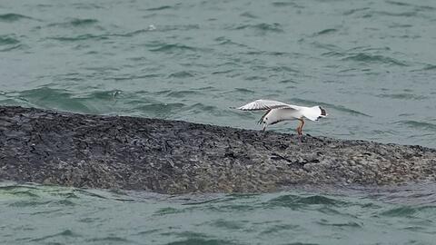 Der Wal ist gr&ouml;&szlig;er als bisher vermutet.