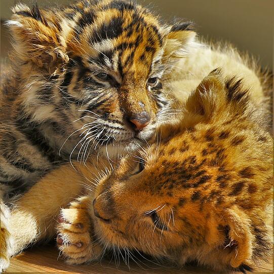 Die beiden kleinen Raubkatzen im japanischen Safari-Zoo