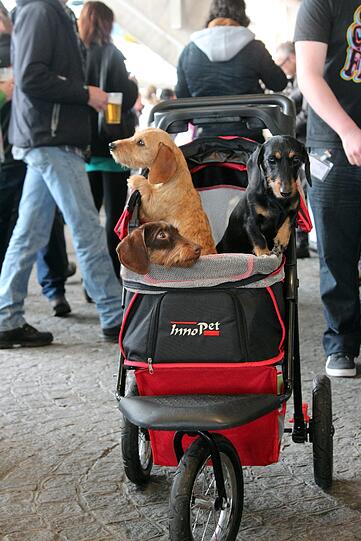 Das ist kein Kinderwagen, sondern ein "Pet Skoller", für diejenigen, die nicht mehr so gut zu Fuß sind.