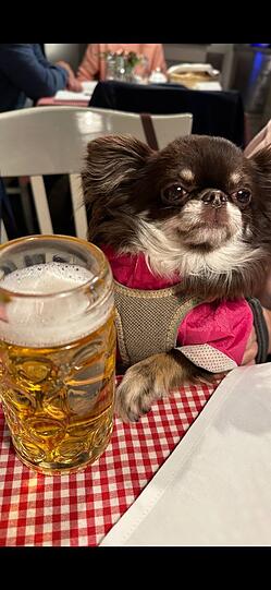 Milasha ist wie kleine Therapie auf vier Pfoten. Sie spürt jede Stimmung, schenkt Trost und zaubert ein Lächeln – nicht nur mir, sondern allen um sie herum. Im Büro, bei Fremden, überall: Sie berührt Herzen. Die freundlichste Chihuahua mit einem Gesicht voller Gefühl.