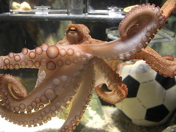 Platz 3: Der Vorname Paul ist so beliebt, dass auch eine ganz besondere Krake diesen Namen bekommen hat. Kraken-Orakel Paul begeisterte während der Fußball-WM 2010 mit seinen treffgenauen Vorhersagen, starb aber wenig später.