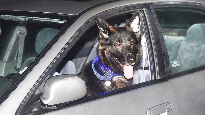 Im Einsatz war auch Polizeihund "Carry"- er durchsuchte das Auto auf Drogen.