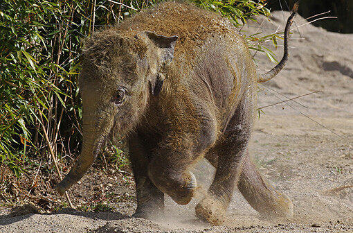Doch auch Jamuna Toni war nicht das erste tote Kalb von Panang. 2007 trampelte die Elephanten-Dame, die erst zwei Jahre zuvor eine Fehlgeburt erlitten hatte, ein Neugeborenes tot.