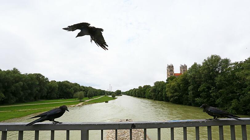 Ein Stück wilde Natur mitten in der Stadt &ndash; die Bilder von der Isar am Wochenende.