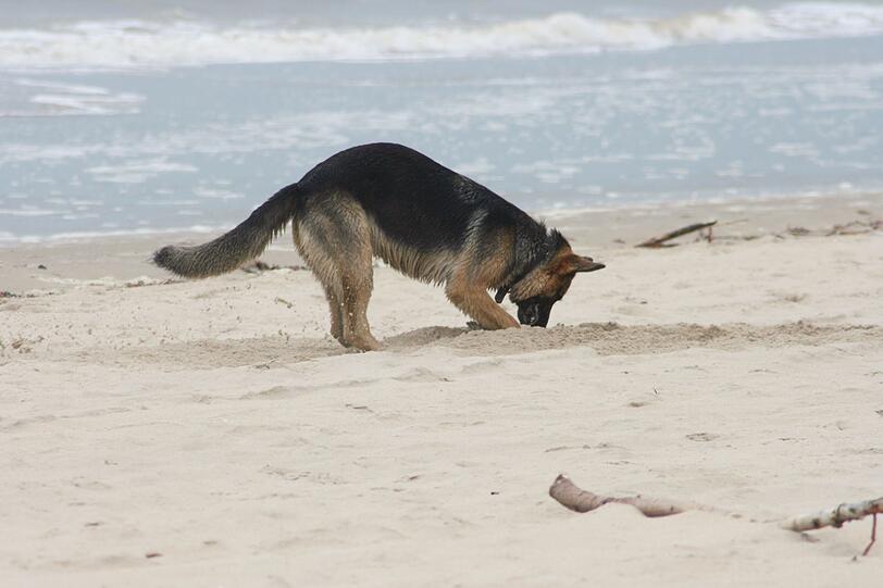 In vielen L&auml;ndern gibt es spezielle Hundestr&auml;nde, an denen Hunde gemeinsam mit ihren Besitzern das Wasser und den Sand genie&szlig;en d&uuml;rfen. An normalen Badestr&auml;nden sind Hunde meist nicht erlaubt, besonders in der Hauptsaison von Mai bis September. Wer sich nicht an diese Regeln h&auml;lt, muss mit Bu&szlig;geldern rechnen. Informieren Sie sich daher vor dem Urlaub, wo es ausgewiesene Hundestr&auml;nde gibt, und achten Sie auf entsprechende Schilder.