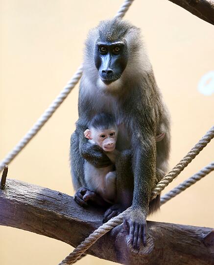 Bilder vom neuen Drill-Baby im Tierpark Hellabrunn
