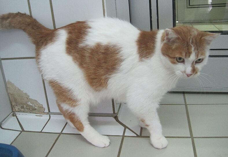 Im Tierheim: Katze Maunzi wartet auf einen neuen Besitzer.
