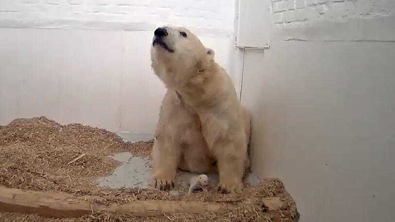 Dieses Foto vom 28.12.2017 zeigt Eisbärenmutter Tonja und ihr Neugeborenes in der Wurfhöhle im Berliner Zoo - fünf Tage später ist es tot.