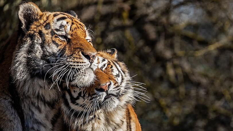 Kuschelnde, erkältungsfreie Tiger genießen im Tierpark die Sonne. Kuschelnde, erkältungsfreie Tiger genießen im Tierpark die Sonne.
