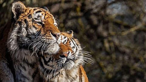 Kuschelnde, erkältungsfreie Tiger genießen im Tierpark die Sonne.