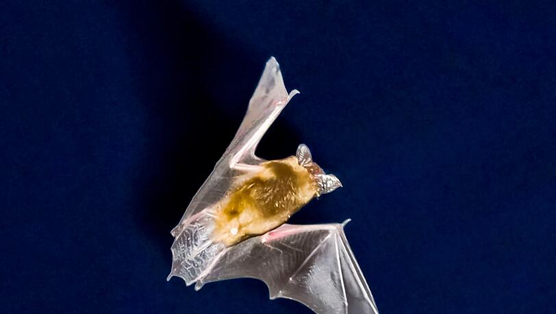 Die Fledermaus ließ sich problemlos von der Polizei einfangen. (Symbolbild) Die Fledermaus ließ sich problemlos von der Polizei einfangen. (Symbolbild)