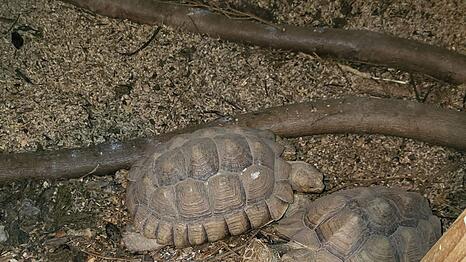 Die Schildkröten sollen unterernährt gewesen sein.