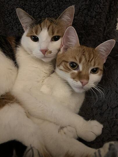 Milli & Fee