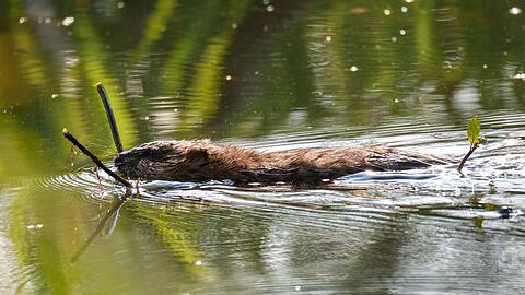 Nach Einsch&auml;tzung der Beamten wurden die beiden Biber im Laufe der vergangenen Woche get&ouml;tet. (Symbolbild)
