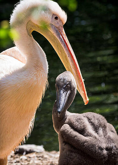 Bei den Pelikanen sind derzeit sogar drei Tierkinder im Gehege.