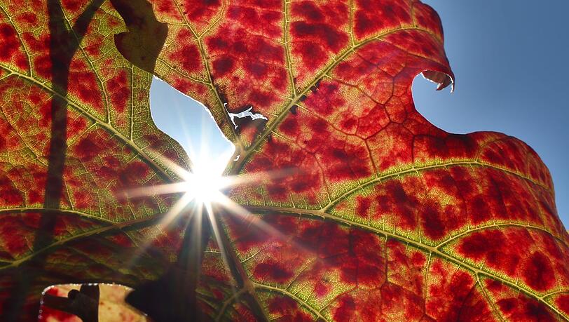 Großteils freundliche Herbsttage stehen in Bayern bevor. Großteils freundliche Herbsttage stehen in Bayern bevor.