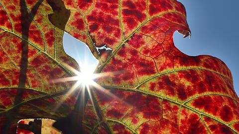 Gro&szlig;teils freundliche Herbsttage stehen in Bayern bevor.