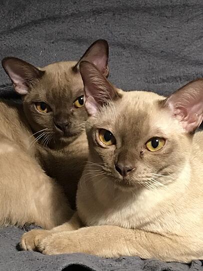 Theo und Josie