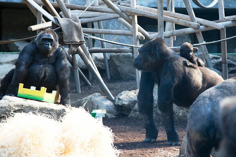 Weitere Bilder aus dem Gorilla-Gehege nach der Taufe.