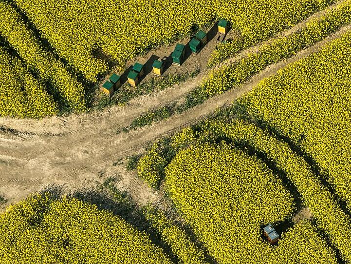Bienenstöcke stehen in einem blühenden Rapsfeld. Foto: Bernd Thissen/dpa/Archivbild