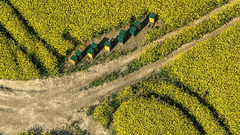 Bienenstöcke stehen in einem blühenden Rapsfeld. Foto: Bernd Thissen/dpa/Archivbild