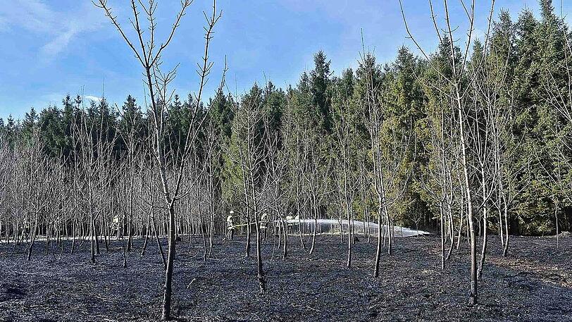 Friedrich-Panzer-Weg: Ein Laubwald ist komplett vernichtet.