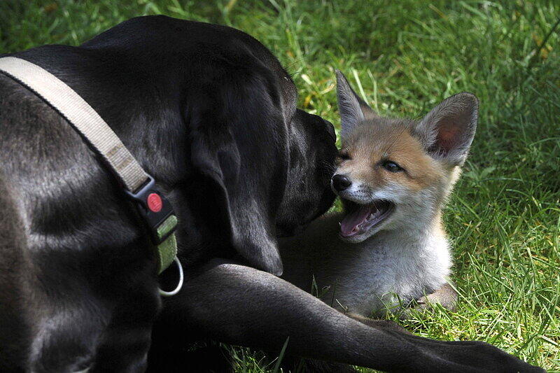 Der suße Fuchs-Welpe Pixi wächst mit Hunden auf.