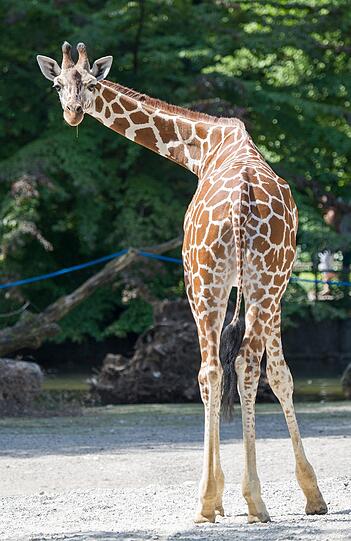 Giraffenmädchen Bahati bei einem ihrer ersten Ausflüge in Hellabrunn.