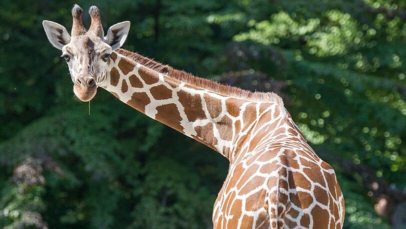 Giraffenmädchen Bahati bei einem ihrer ersten Ausflüge in Hellabrunn. Giraffenmädchen Bahati bei einem ihrer ersten Ausflüge in Hellabrunn.