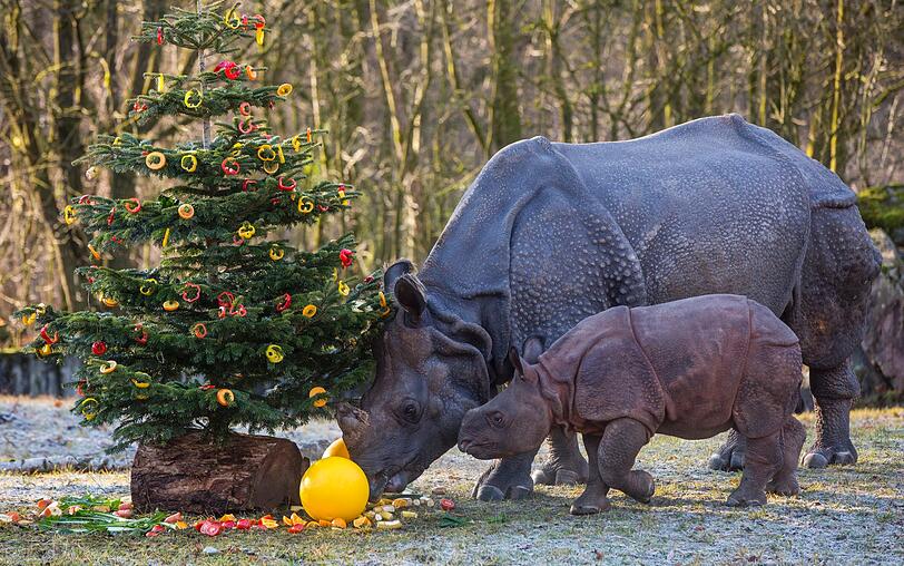 Nashorn-Baby Puri wundert sich sichtlich über den bunt geschmückten Nadelbaum.