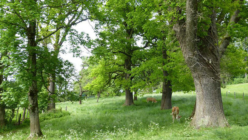 Eine Viehweide bei Hohenberg – sieht idyllisch aus. Eine Viehweide bei Hohenberg – sieht idyllisch aus.