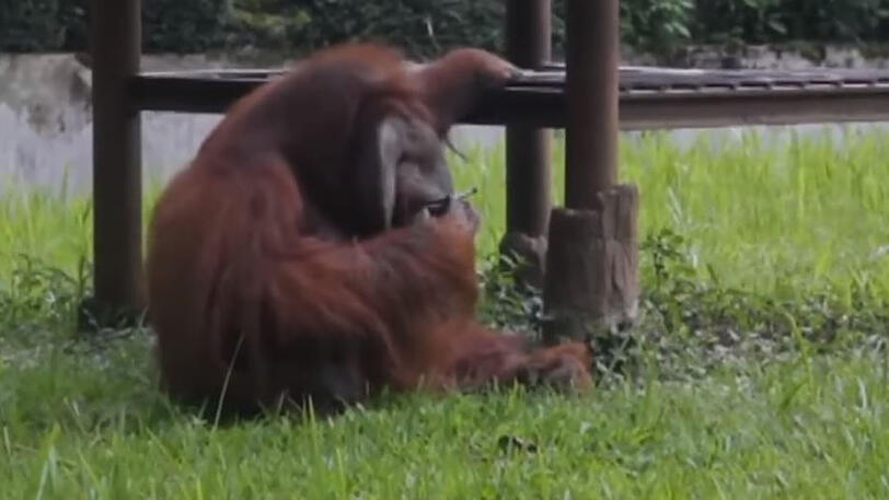 Ein Orang-Utan raucht in einem Zoo in Indonesien eine Zigarette.