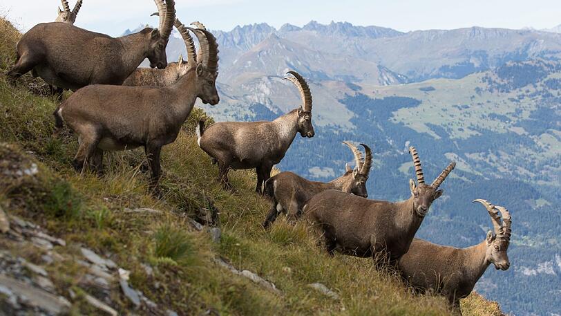 Steinböcke haben Steine losgetreten. Ein deutscher Wanderer stürzte 300 Meter in die Tiefe und starb.