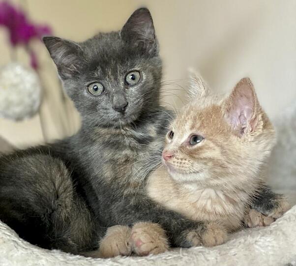 Kiwi und Faye