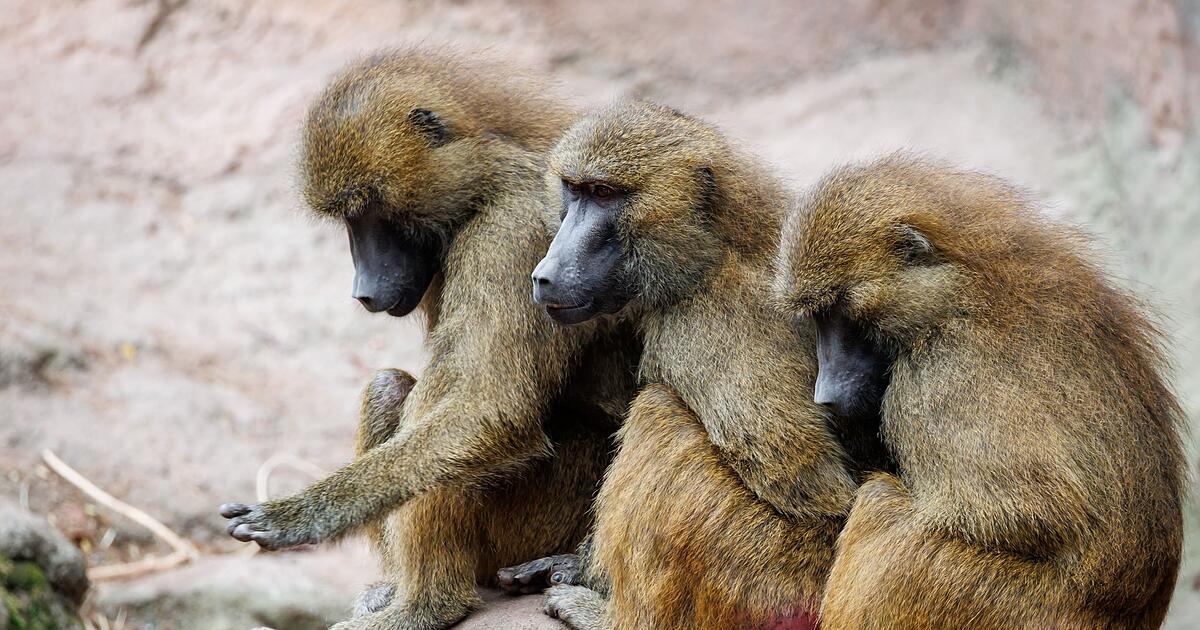 Pavian-Nachwuchs-in-N-rnberg-T-tung-weiter-eine-Option