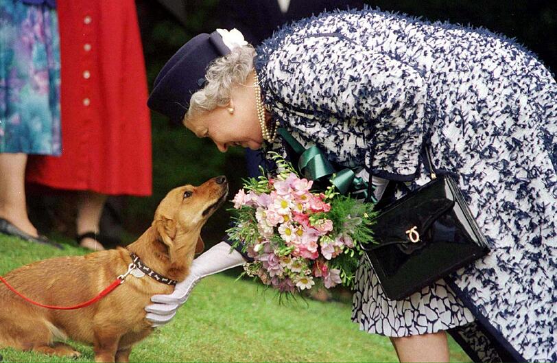 Es ist die ganz große Tierliebe: Die britische Königin Elizabeth II. streichelt einen ihrer Corgi-Hunde.