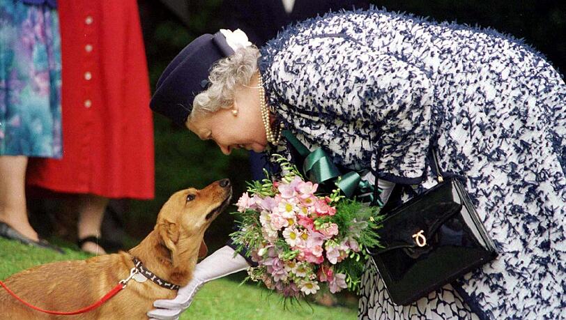 Es ist die ganz große Tierliebe: Die britische Königin Elizabeth II. streichelt einen ihrer Corgi-Hunde. Es ist die ganz große Tierliebe: Die britische Königin Elizabeth II. streichelt einen ihrer Corgi-Hunde.