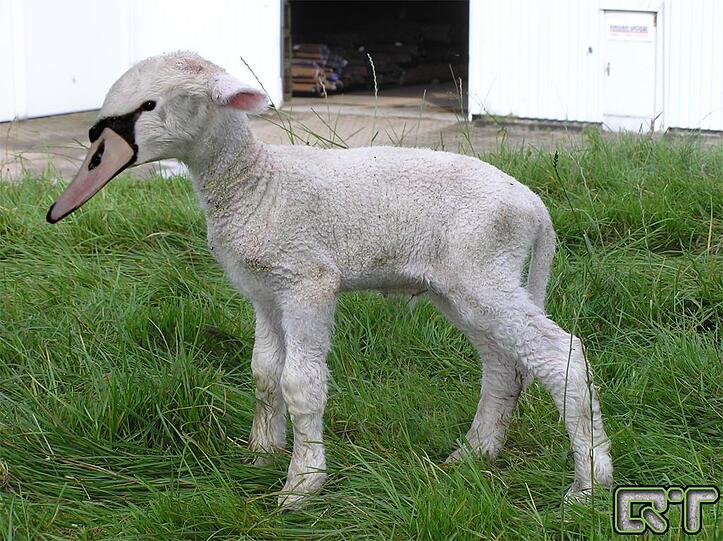 Die absolut verrückten Tierbilder von QuebecTango - Hier: ein Schwamm - Mehr Bilder: www.q-target.co.uk