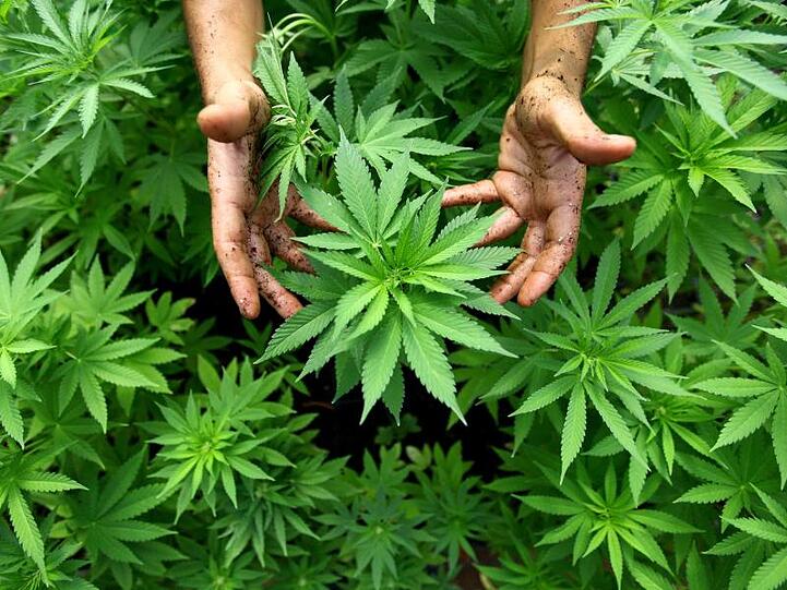 Blick auf Cannabis Pflanzen in einer Plantage. Foto: picture alliance / dpa/Symbolbild