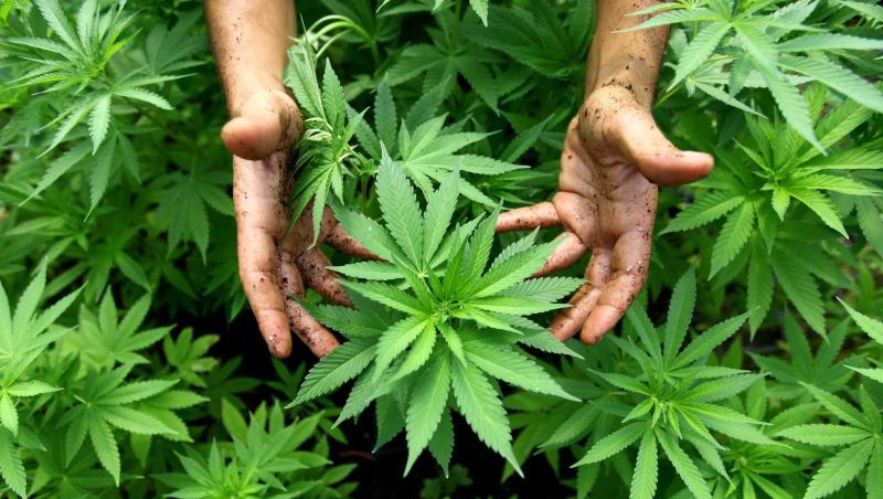 Blick auf Cannabis Pflanzen in einer Plantage. Foto: picture alliance / dpa/Symbolbild Blick auf Cannabis Pflanzen in einer Plantage. Foto: picture alliance / dpa/Symbolbild