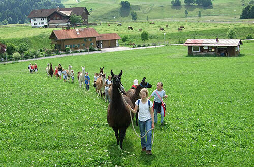 Lamatrekking im Oberallgäu, Foto: PR