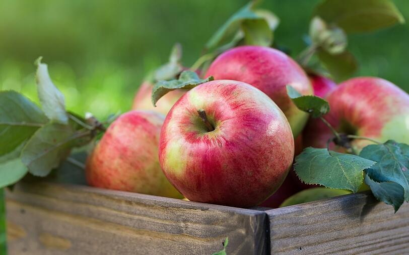 Essen Sie Äpfel, und zwar in rauen Mengen! Der Ausspruch "An apple a day keeps the doctor away" kommt schließlich nicht von ungefähr. Das Obst schlägt mit nur circa 54 Kalorien pro 100 Gramm zu Buche und kann beispielsweise den Blutdruck und den Cholesterinspiegel senken. Essen Sie Äpfel, und zwar in rauen Mengen! Der Ausspruch "An apple a day keeps the doctor away" kommt schließlich nicht von ungefähr. Das Obst schlägt mit nur circa 54 Kalorien pro 100 Gramm zu Buche und kann beispielsweise den Blutdruck und den Cholesterinspiegel senken.